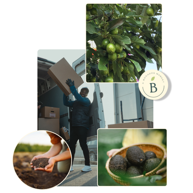 Collage aguacates recogida