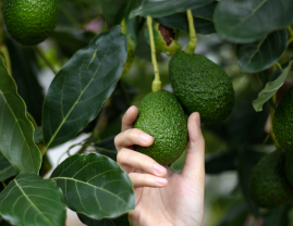 Persona cogiendo aguacates del árbol