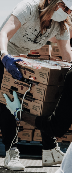 Recogiendo aguacates