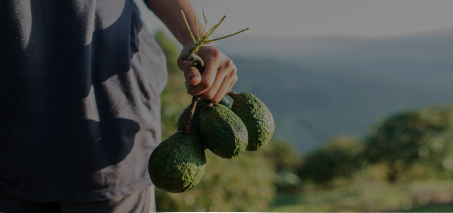 bg-ecologia-aguacate