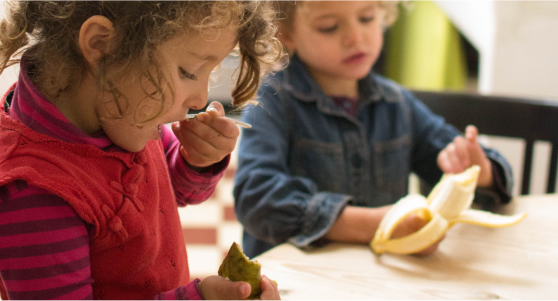 apadrina árboles de aguacate